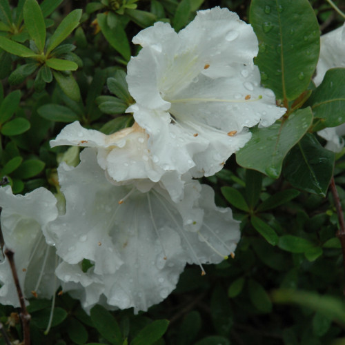 photos courtesy of NetPS Plantfinder
