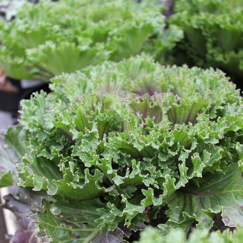 Ornamental Cabbage/Kale 8"