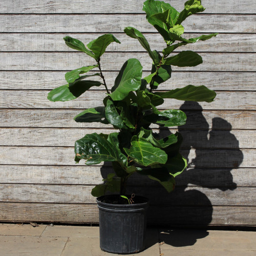 Fiddle Leaf Fig | Bush