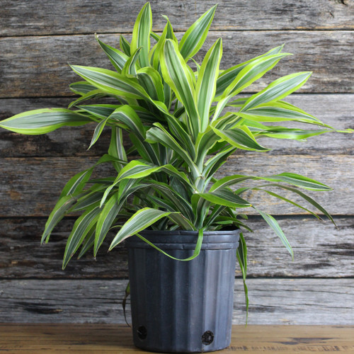 Dracaena | Lemon Lime