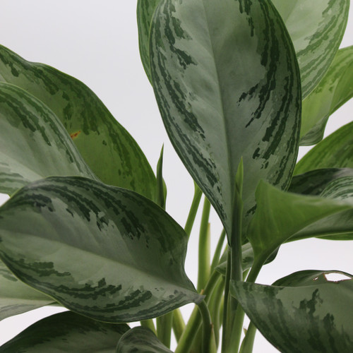 Aglaonema | Silver Bay
