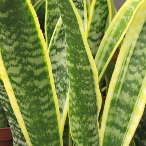 photos courtesy of NetPS Plant Finder