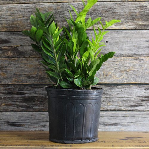 ZZ Plant