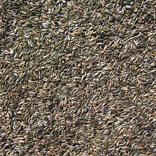 Niger Seed Bird Feed 5lb