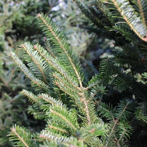 Fraser Fir 6-7'