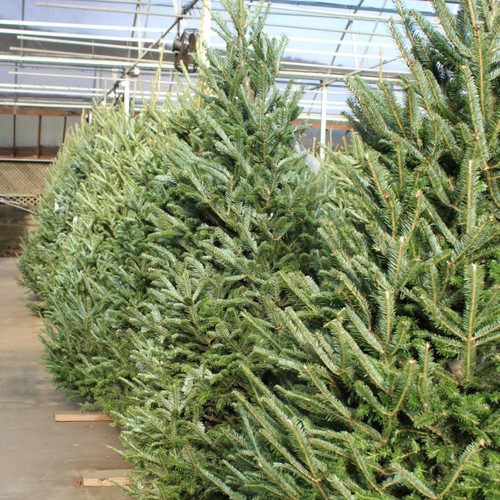 Fraser Fir 6-7'
