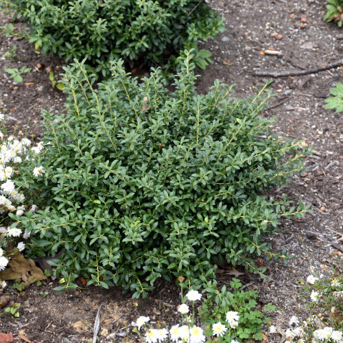 Japanese Holly | 'Soft Touch'