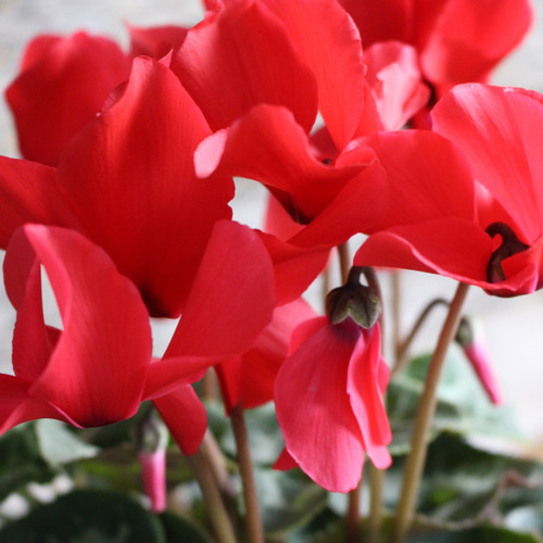 Cyclamen 6"