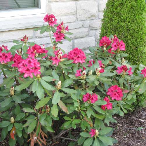 photos courtesy of NetPS Plant Finder