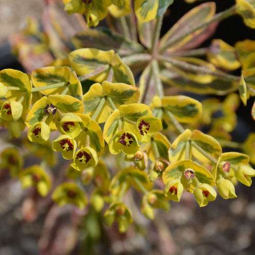 photos courtesy of NetPS Plant Finder