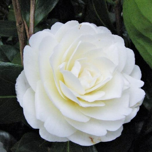 Camellia | 'Morning Glow'