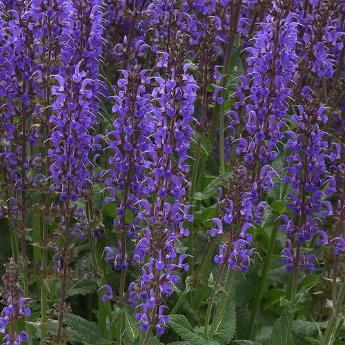 Salvia - 'Blue by You'
