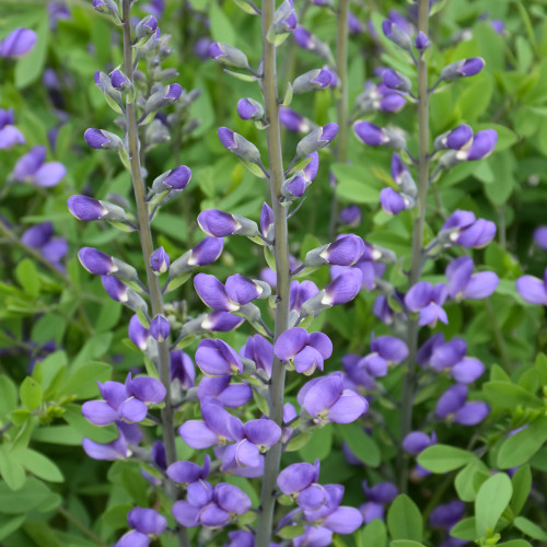 photos courtesy of NetPS Plant Finder