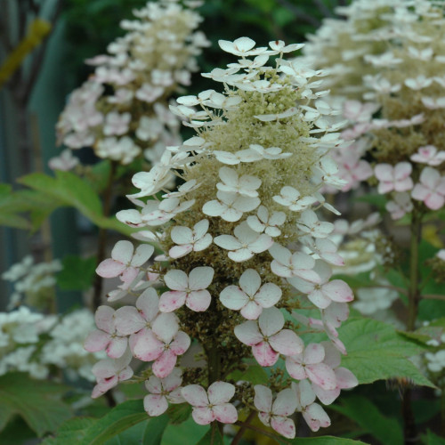 photos courtesy of NetPS Plant Finder