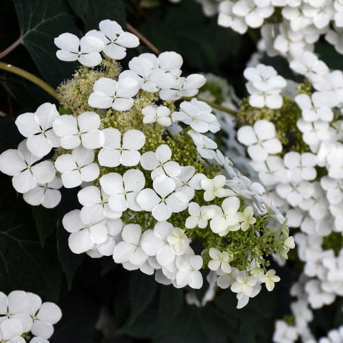 photos courtesy of NetPS Plant Finder