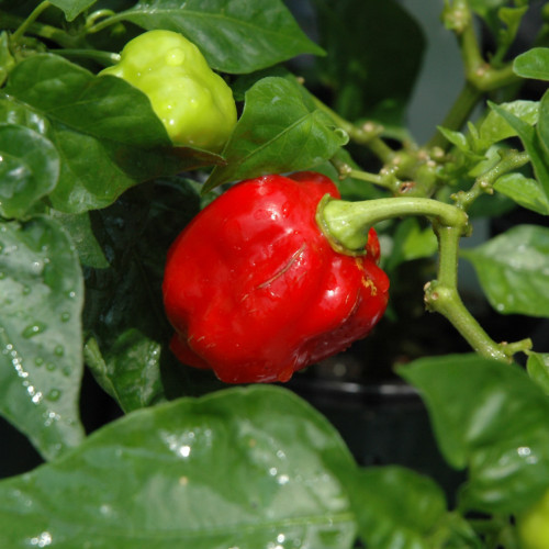 photo courtesy of NetPS Plant Finder
