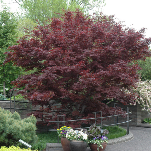 photos courtesy of NetPS Plant Finder