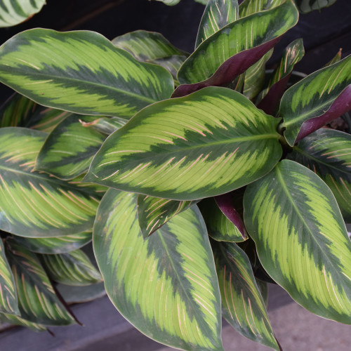 image courtesy of NetPS Plant Finder