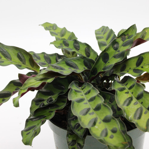Rattlesnake plant in 6" growers pot. photo by American Plant