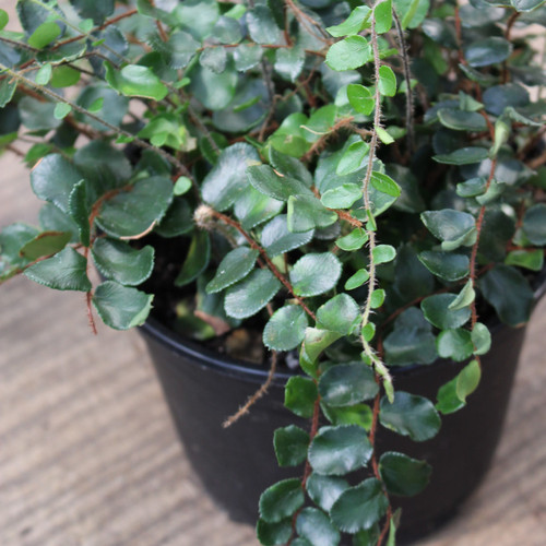 Fern | Button