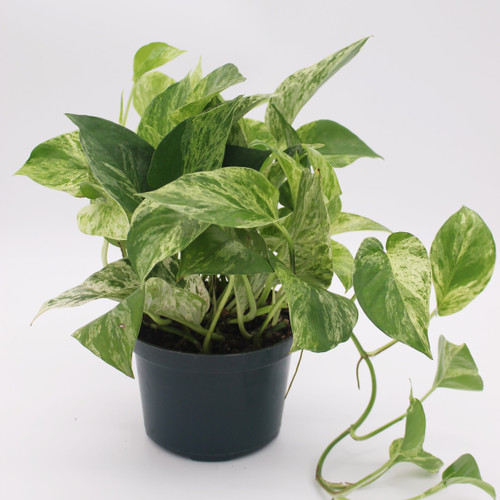 Pothos | Marble Queen