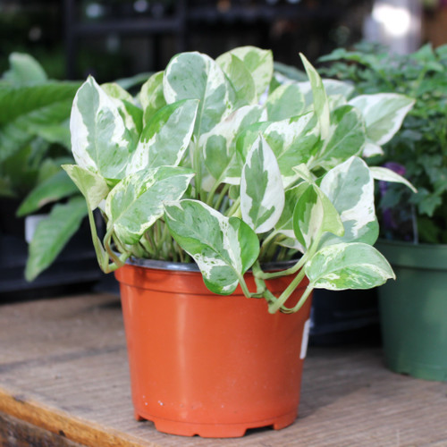 Pothos | Pearls & Jade