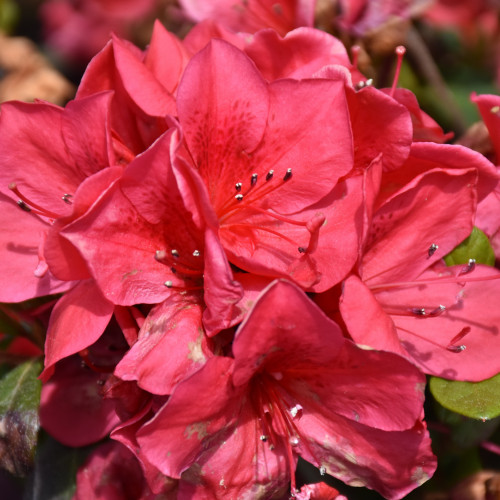 photos courtesy of NetPS Plantfinder