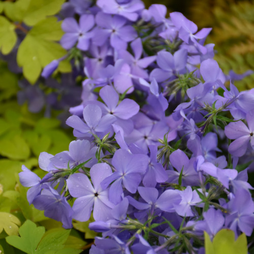 photos courtesy of NetPS Plant Finder