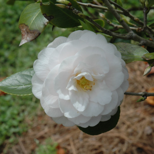 photos courtesy of NetPS Plant Finder