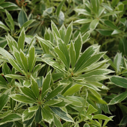 photo courtesy of NetPS Plant Finder