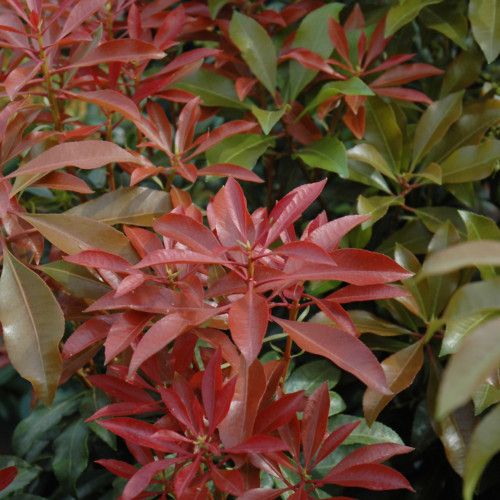 photo courtesy of NetPS Plant Finder