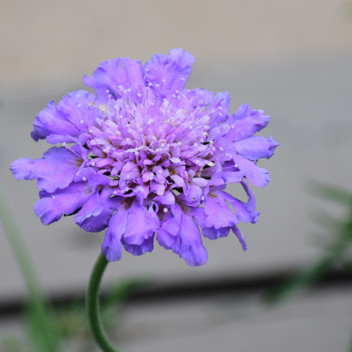 photo courtesy of NetPS Plant Finder