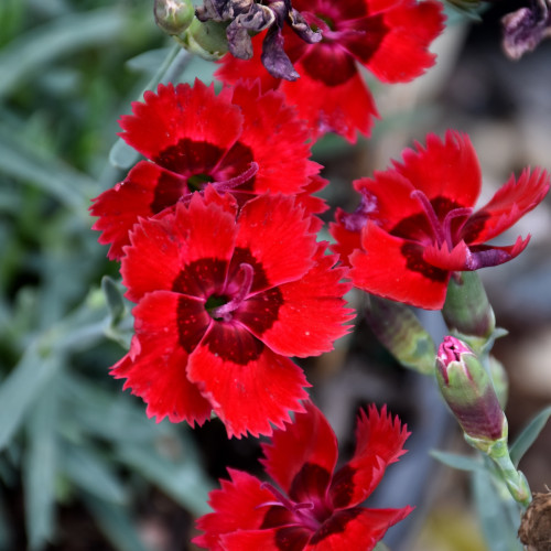 photo courtesy of NetPS Plant Finder