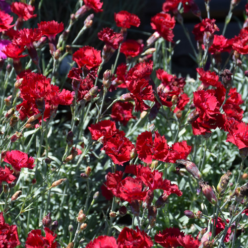 photo courtesy of NetPS Plant Finder