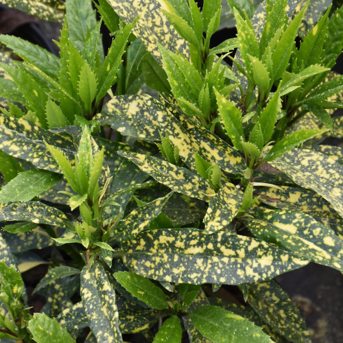 photo courtesy of NetPS Plant Finder