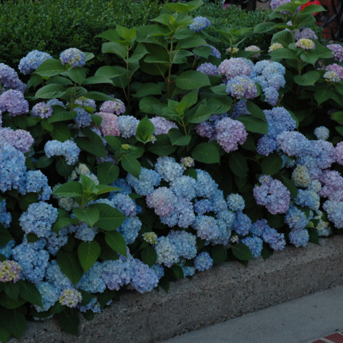 photos courtesy of NetPS Plant Finder