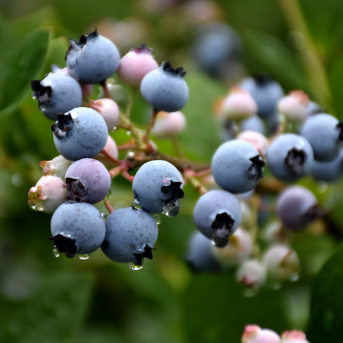 photo courtesy of NetPS Plant Finder