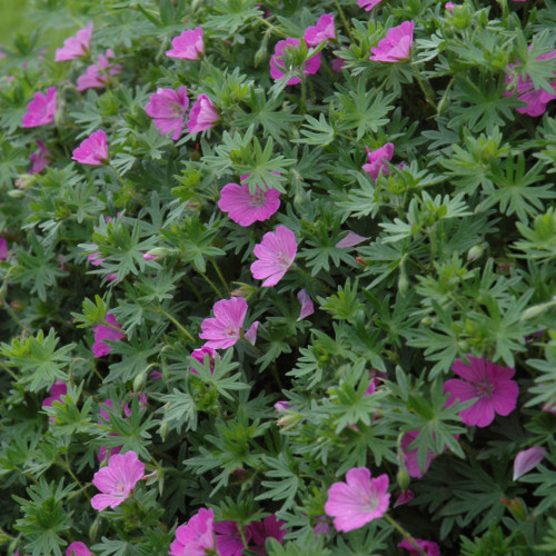 photos courtesy of NetPS Plant Finder