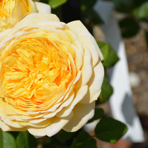 photo courtesy of NetPS Plant Finder