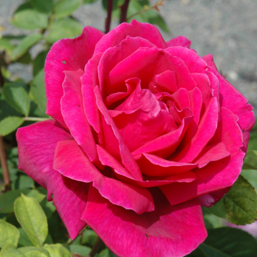 photo courtesy of NetPS Plant Finder