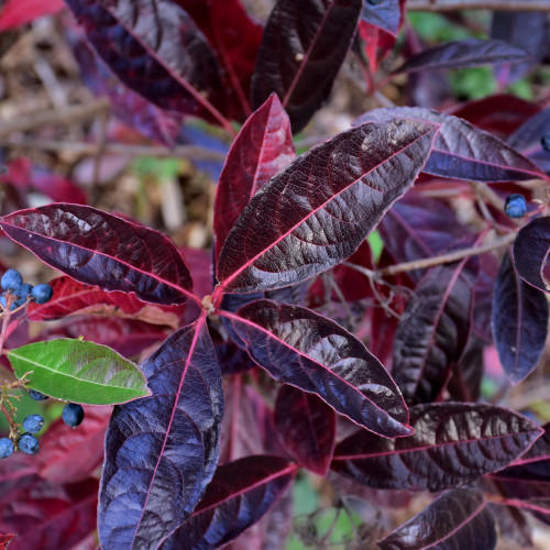 photo courtesy of NetPS Plant Finder