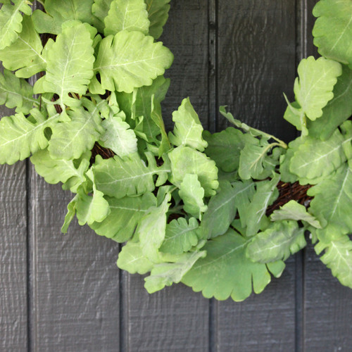 Close up of wreath shows green leaves with light grey dusting
