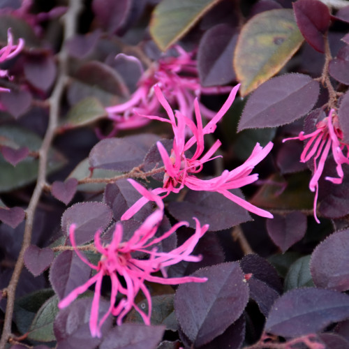photo courtesy of NetPS Plant Finder