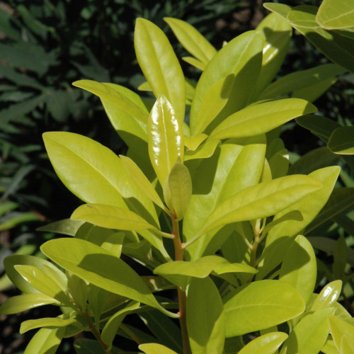 photo courtesy of NetPS Plant Finder