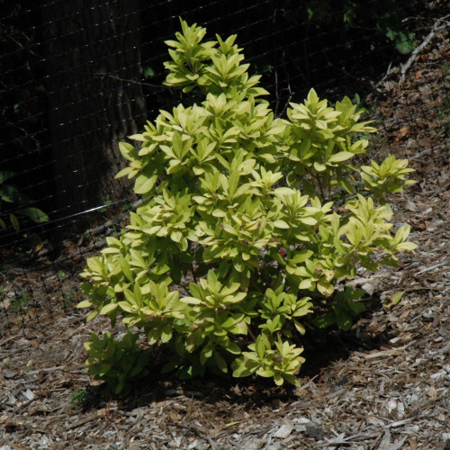 photo courtesy of NetPS Plant Finder