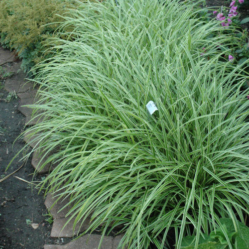 photo courtesy of NetPS Plant Finder