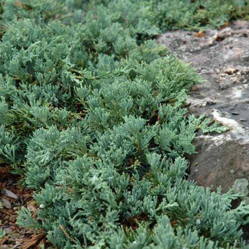 photo courtesy of NetPS Plant Finder