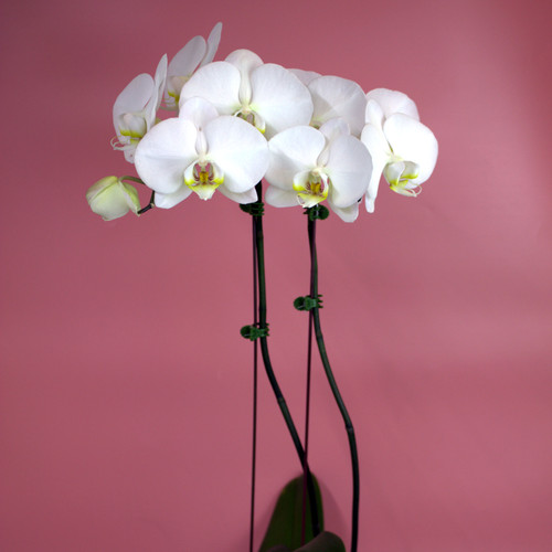 Phalaenopsis Orchid | Double Stem | White