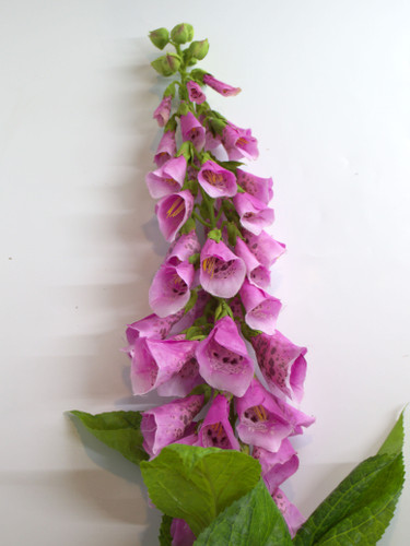 Foxglove Stem | Fuchsia