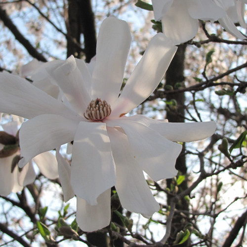 image courtesy of NetPS Plant Finder